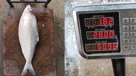 মির্জাগঞ্জে এক ইলিশের দাম ৬ হাজার টাকা