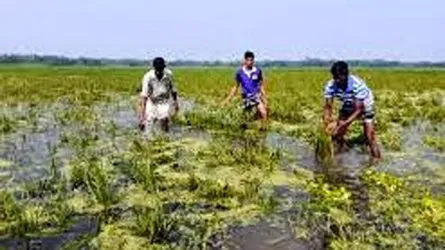 ময়মনসিংহে ৩৩৮৪ হেক্টর ফসল পানির নিচে, দুশ্চিন্তায় কৃষক
