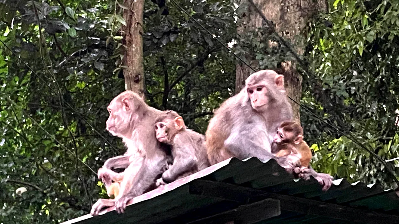 খাবার সঙ্কটে কমলগঞ্জে বেড়েছে বানরের উৎপাত