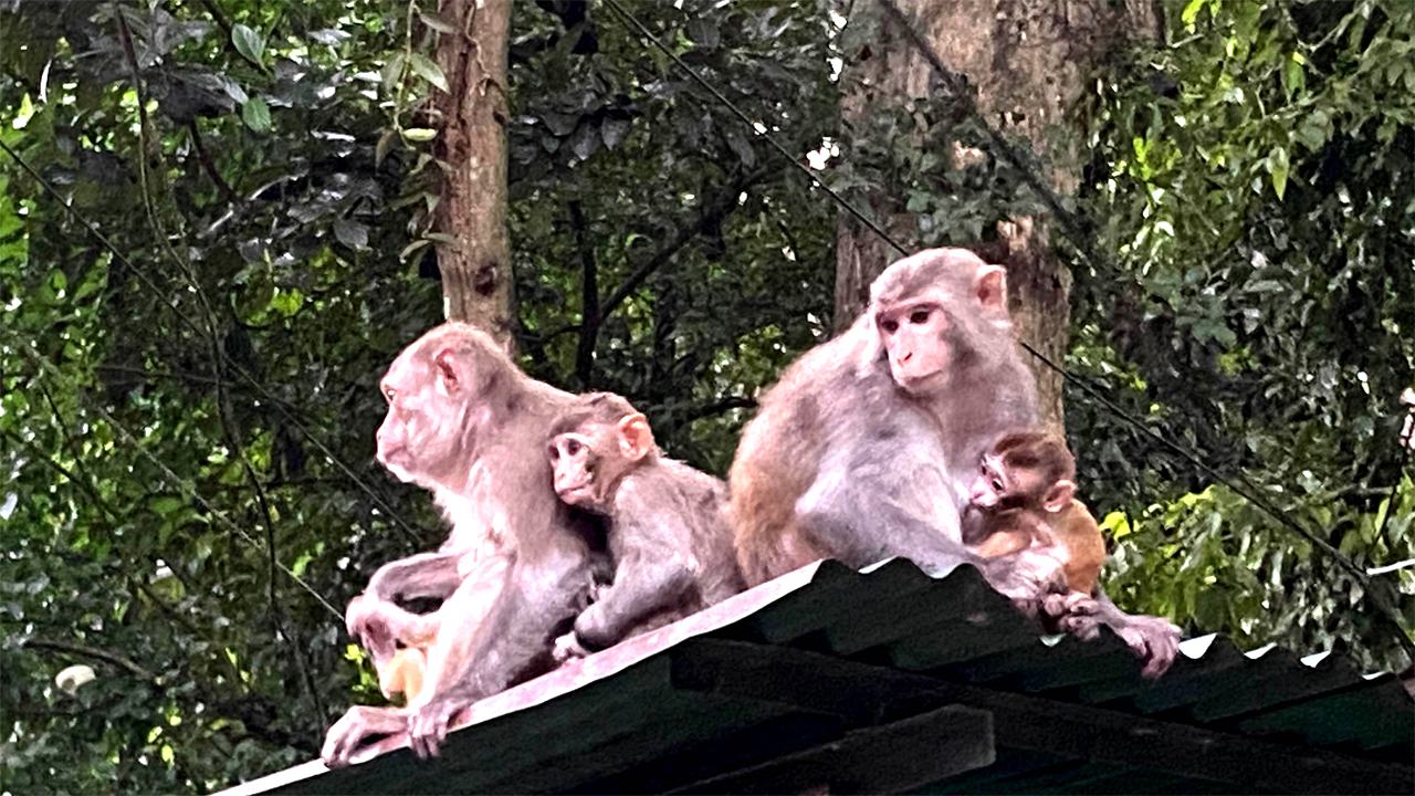 monkey