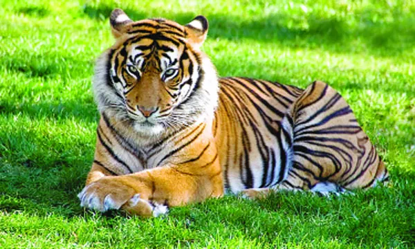বাঘ-হাতি শিকারে ১২ বছরের জেল ১৫ লাখ টাকা জরিমানার বিধান