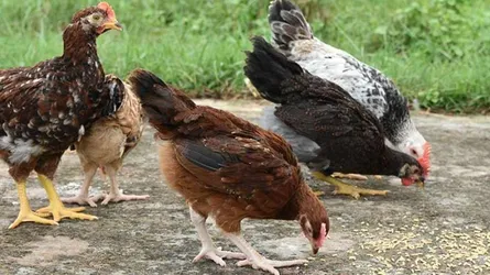 আসছে রঙিন গোশত উৎপাদনকারী নতুন মুরগি