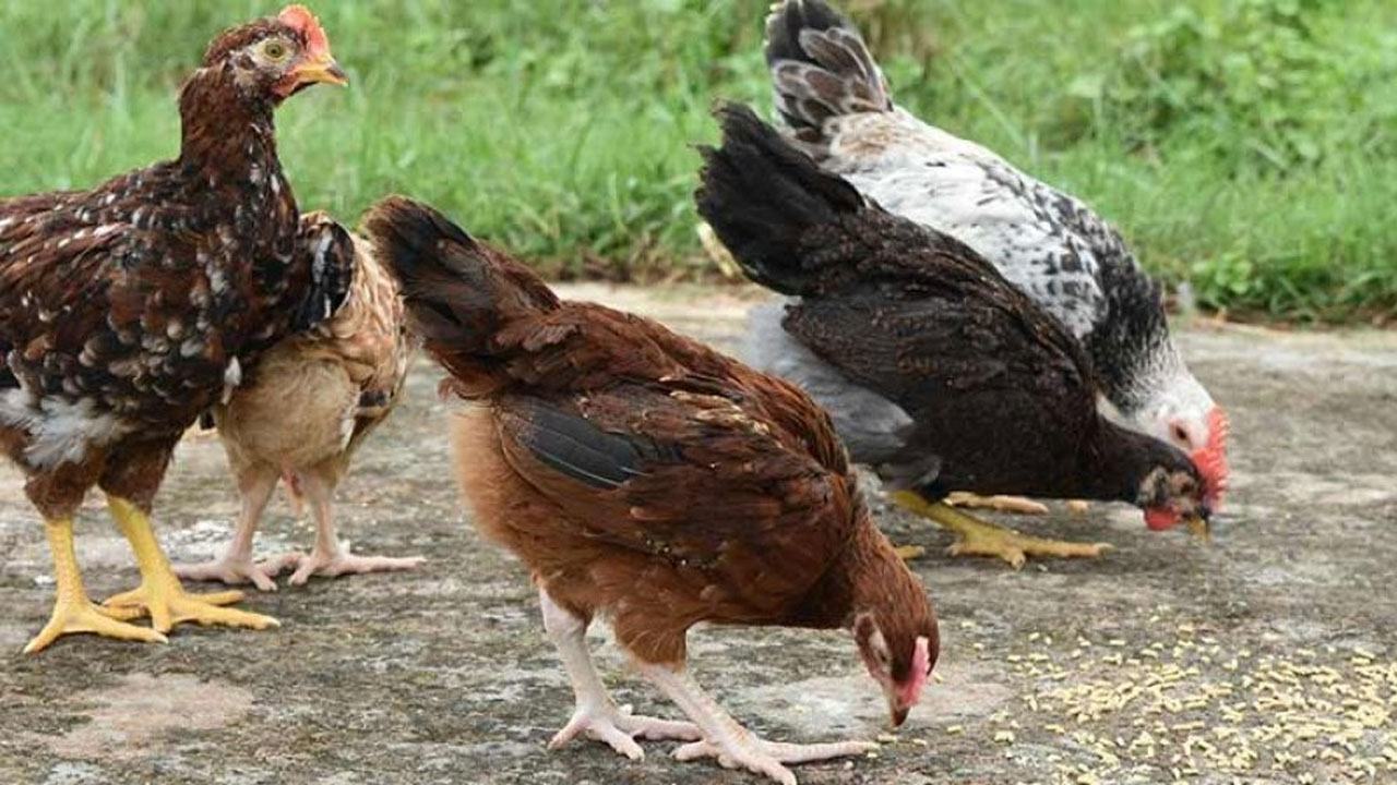 মুরগি