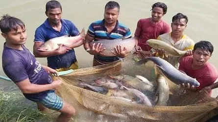 ময়মন‌সিং‌হে মাছ উৎপাদ‌নে রেকর্ড