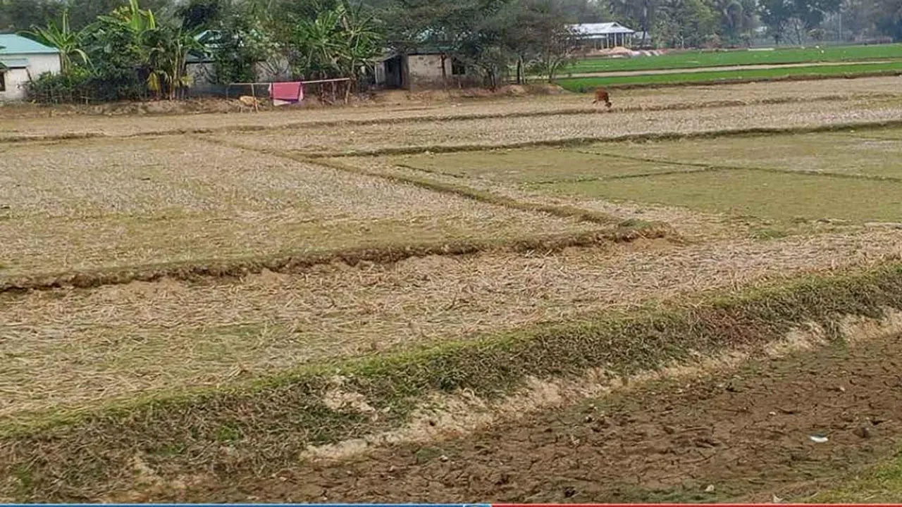 হালুয়াঘাটে সেচ সংকটে বোরোতে ধস