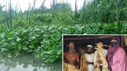 নাজিরপুরের কচুরিপানার ডগা রফতানি হচ্ছে ২৫ দেশে