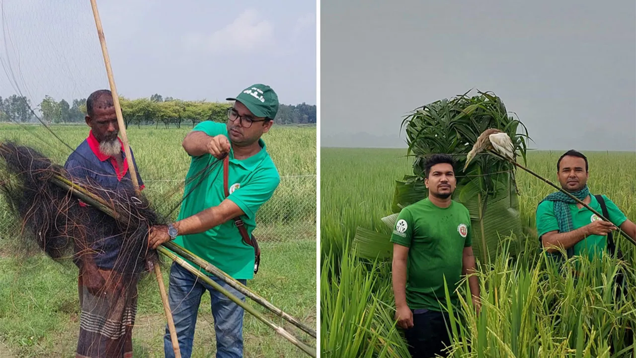 সিংড়ার চলনবিলে পাখি শিকার, বক-ঘুঘু অবমুক্ত