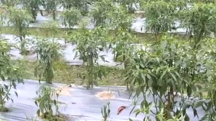নওগাঁয় বাড়ছে মালচিং পদ্ধতিতে কাঁচা মরিচ চাষ, লাভবান কৃষকরা