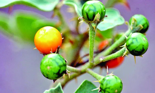 ঔষধিগাছ কণ্টিকারি