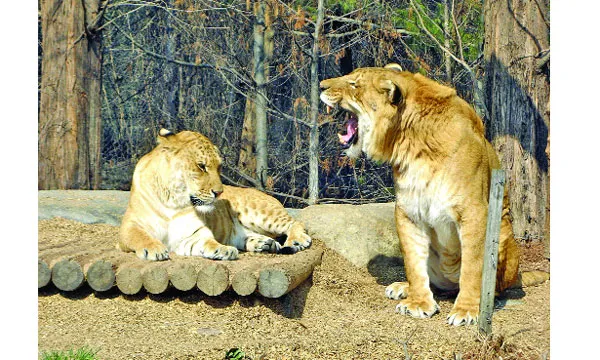লাইগার
