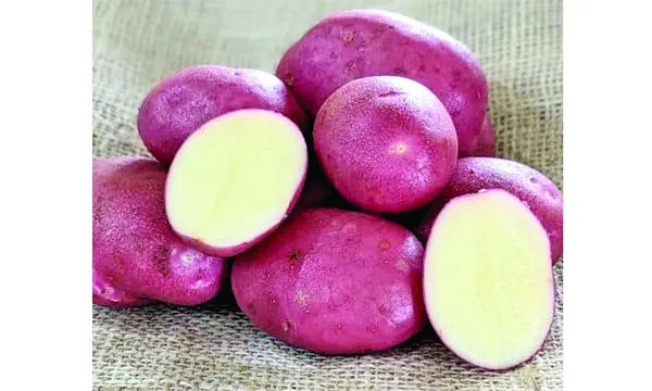 এলুয়েট আলু বৃত্তান্ত :  মো: আবদুস সালিম