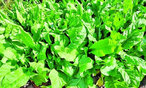 টক পালং বৃত্তান্ত : মো. আবদুস সালিম