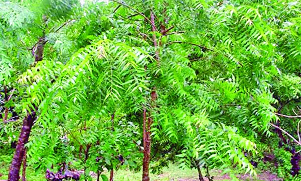 ডনম
