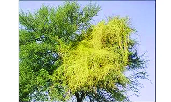 স্বর্ণলতা