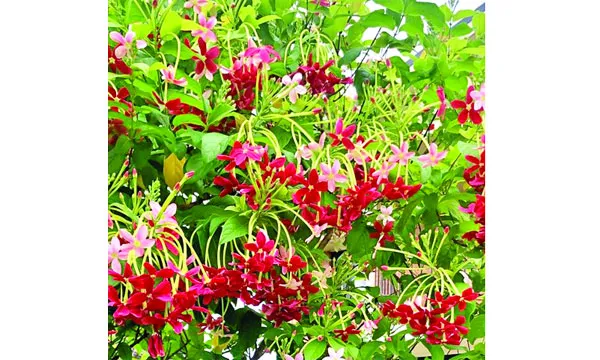 মাধবীলতা