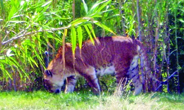 টায়ন