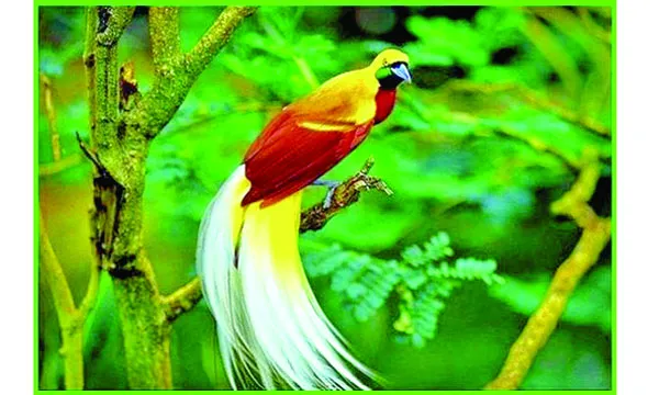 প্যারাডাইস বার্ড
