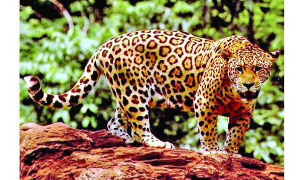 জাগুয়ার