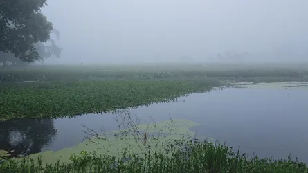 উত্তরাঞ্চলে শরতেই কুয়াশার আগমন