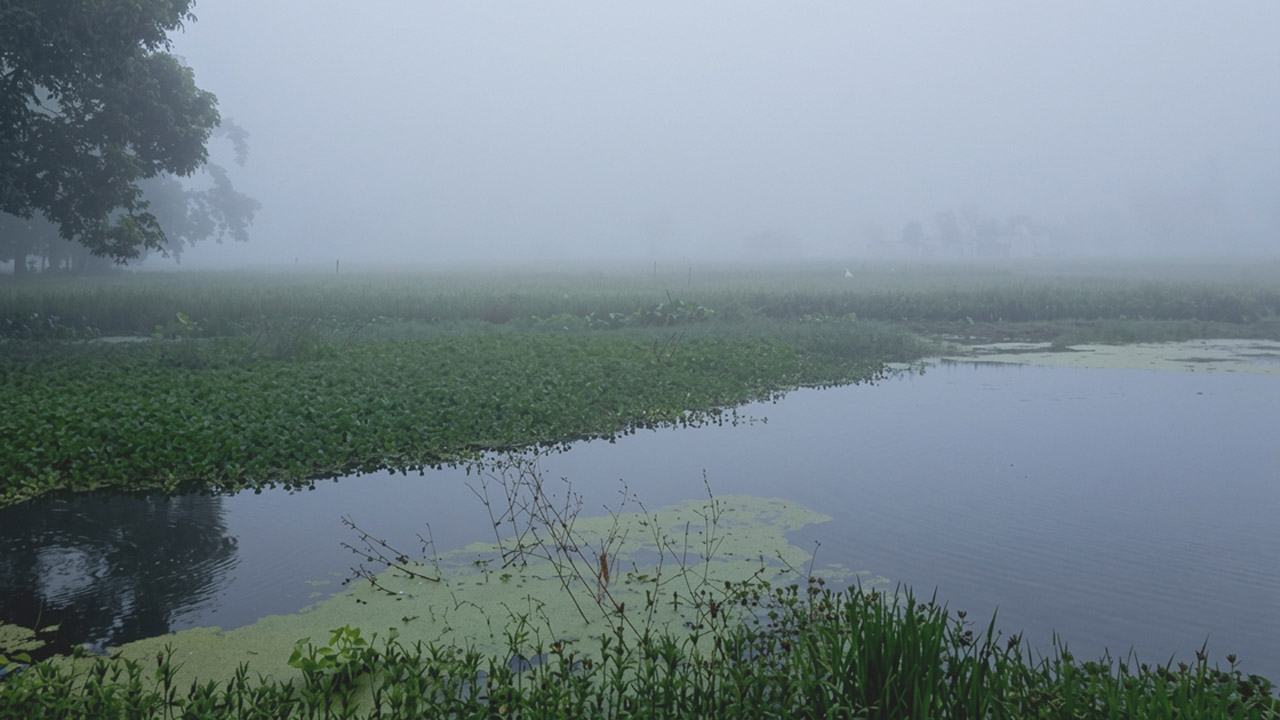 north-bengal-fog