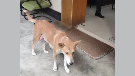 পাবনায় ৮ কুকুরছানাকে হত্যার ঘটনায় মামলা