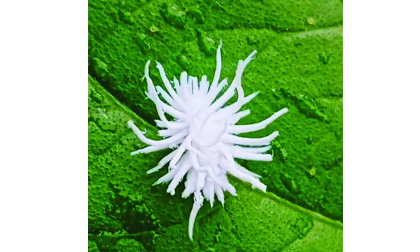 মালিবাগে  মিলিবাগ:  রেশম লতা