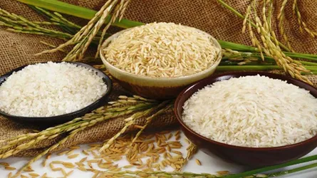 আমদানি-বাজার নিয়ন্ত্রণহীনতায়  আমন ধানের দাম নিম্নমুখী