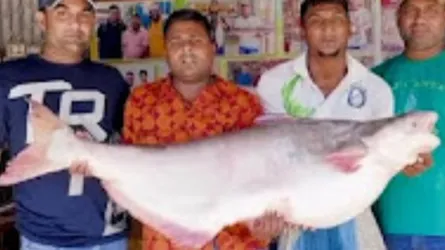 পদ্মার এক পাঙাশ ৬৭ হাজারে বিক্রি