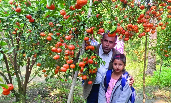 করিমের বাগানে কমলাবিপ্লব   : জি এম মিন্টু