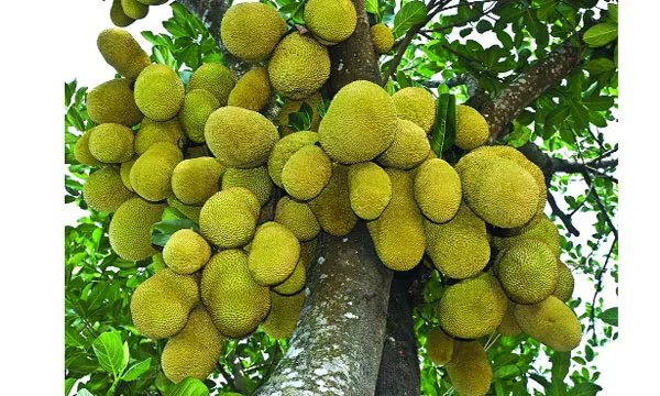 বড়ত্বের গৌরবে আমাদের কাঁঠাল : আয়াজ আহমদ বাঙালি