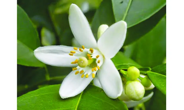 লেবু ফুলের ঘ্রাণ  : সরকার শাহাদত হোসেন