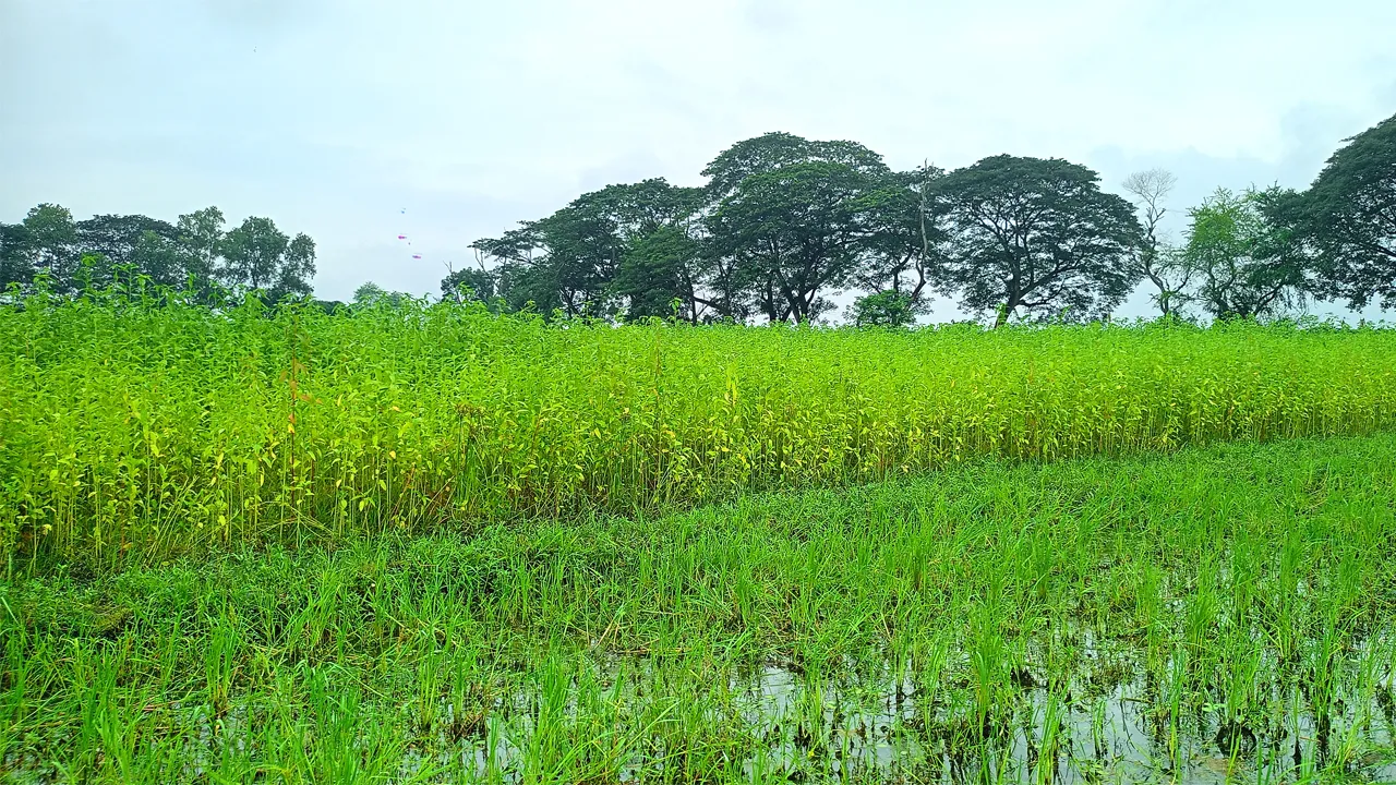 ফরিদপুরে ভারি বৃষ্টিতে ডুবছে পাটক্ষেত, দুশ্চিন্তায় কৃষকরা
