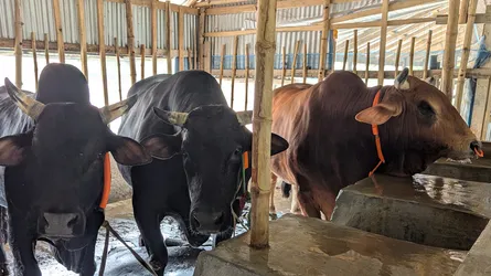 ৩ ষাঁড় একসাথে কিনলে ওমরাহ ফ্রি