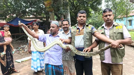 বিলুপ্ত প্রজাতির বার্মিজ অজগর উদ্ধার
