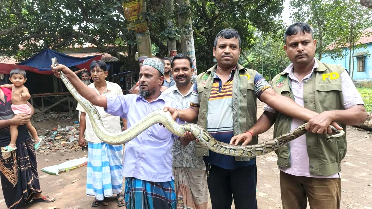 বিলুপ্ত প্রজাতির বার্মিজ অজগর উদ্ধার