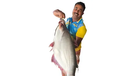 পদ্মায় ধরা পড়ল ২৬ কেজির পাঙাশ, ৪৯৪০০ টাকায় বিক্রি