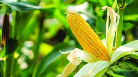ভুট্টাচাষ নিরুৎসাহিত করছে সরকার