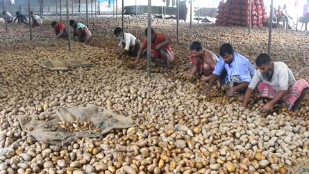 চৌগাছায় বস্তাপ্রতি আলুতে হাজার টাকা লস, দিশেহারা চাষিরা