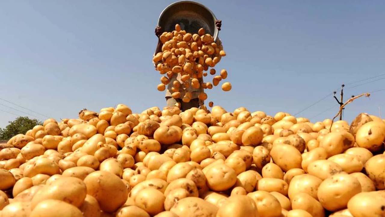 potato