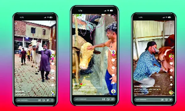 কোরবানির পশুর কেনাকাটা চলছে টিকটক অ্যাপে