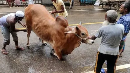 কোরবানি করতে গিয়ে আহত ১১০, হাসপাতালে ভর্তি ৩