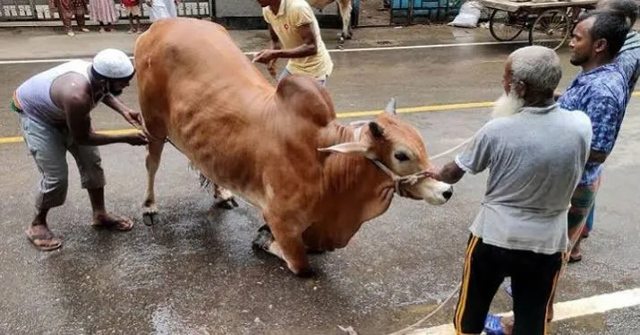 কোরবানি করতে গিয়ে আহত ১১০, হাসপাতালে ভর্তি ৩