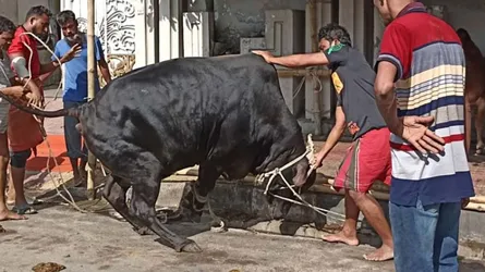 আজও পশু কোরবানি চলছে