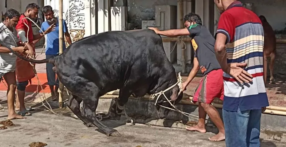 আজও পশু কোরবানি চলছে