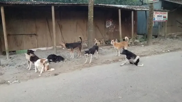 রাজবাড়ীতে বেওয়ারিশ কুকুরের আতঙ্কে সাধারণ মানুষ, মিলছে না ভ্যাকসিন