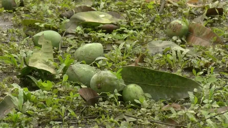 রংপুরে ঝড়-শিলাবৃষ্টিতে হাঁড়িভাঙ্গা আমের ব্যাপক ক্ষতি