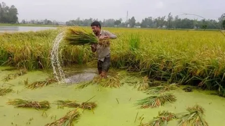 বন্যার ঝুঁকিতে সুনামগঞ্জের হাওরজুড়ে দ্রুত ধান কাটার তাগিদ