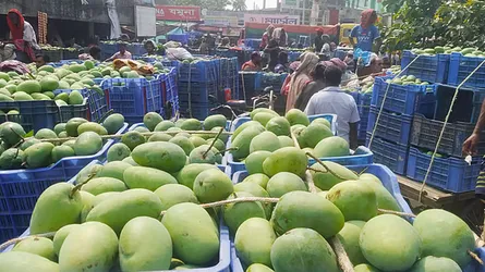 রাজশাহীর আমে কোটি কোটি টাকার সুবাস