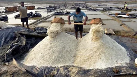 আওয়ামী সিন্ডিকেটের নিয়ন্ত্রণে বৃহত্তম লবণ শিল্প জোন