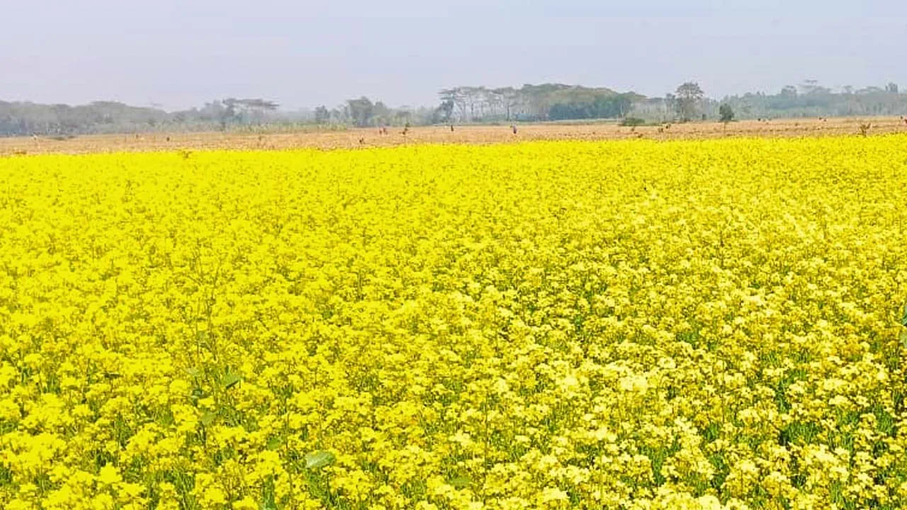 কাউখালীতে সরিষার বাম্পার ফলন